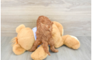 Cavapoo Pup Being Cute