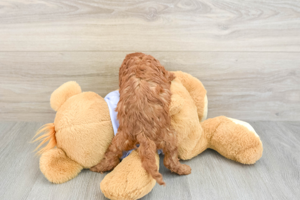 Cavapoo Pup Being Cute
