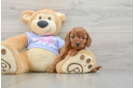 Little Cavipoo Poodle Mix Puppy