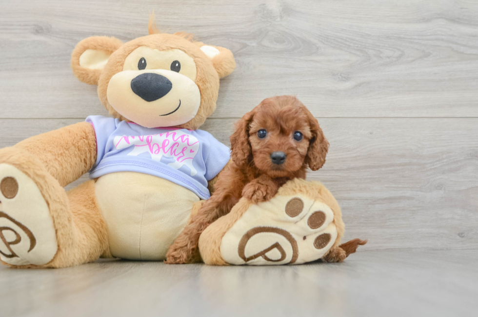 6 week old Cavapoo Puppy For Sale - Puppy Love PR