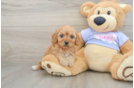 Small Cavapoo Baby