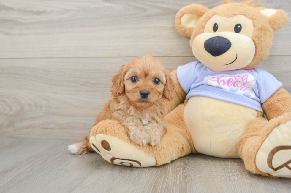 Small Cavapoo Baby