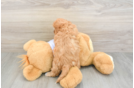 Popular Cavapoo Poodle Mix Pup