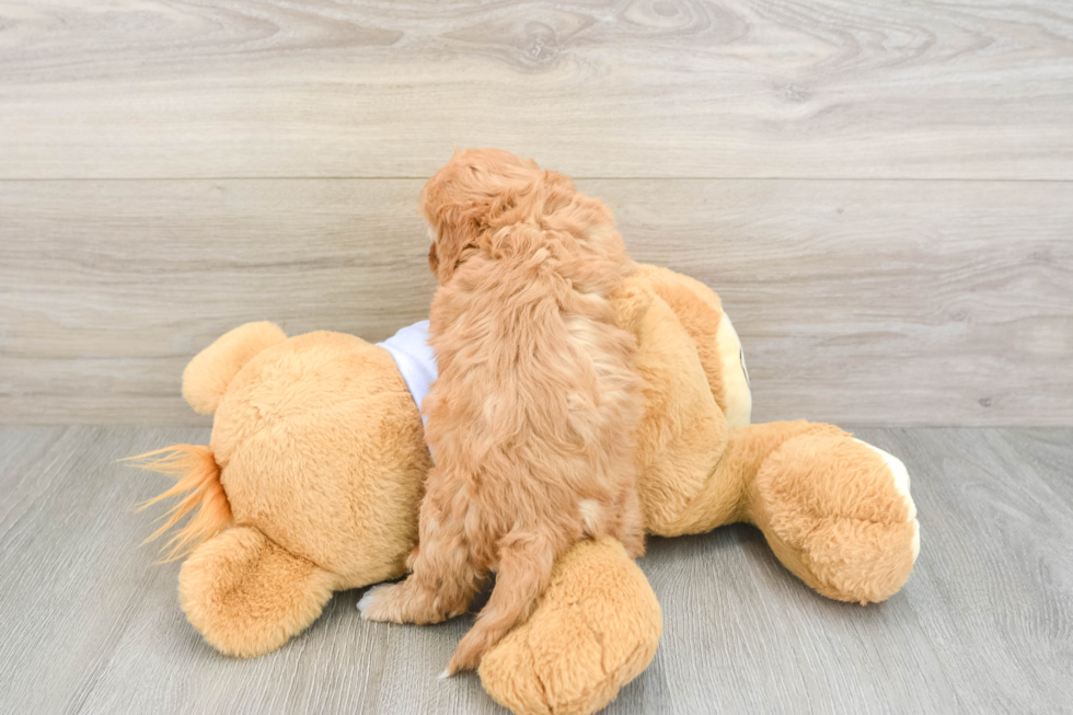 Popular Cavapoo Poodle Mix Pup
