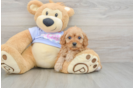 Cavapoo Pup Being Cute