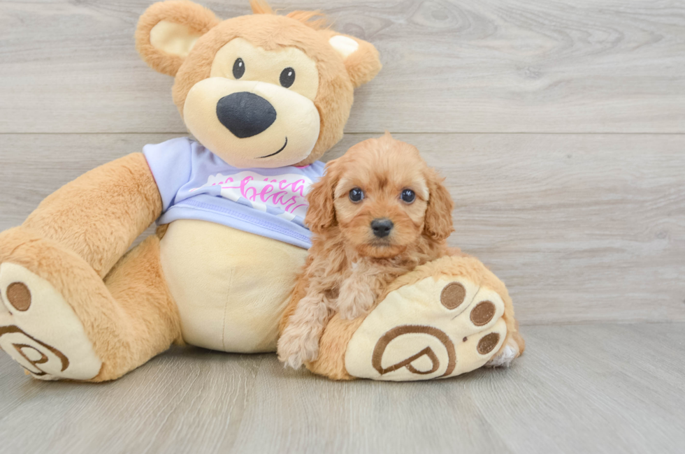 6 week old Cavapoo Puppy For Sale - Puppy Love PR