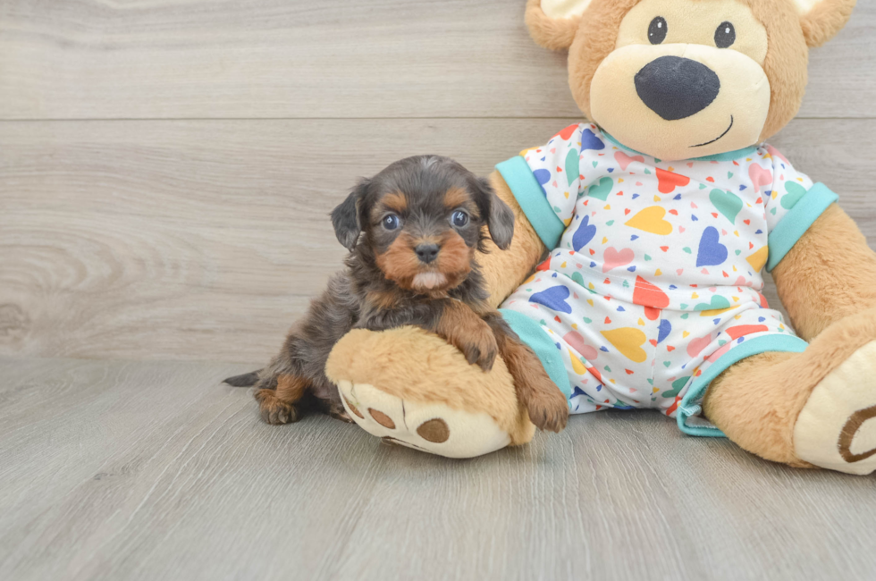6 week old Cavapoo Puppy For Sale - Puppy Love PR
