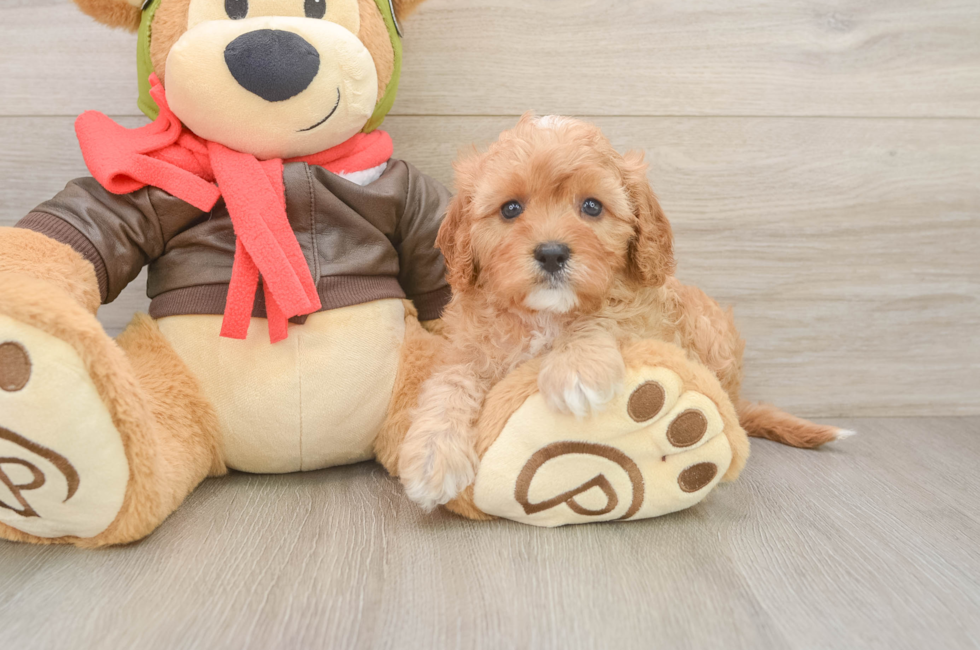 6 week old Cavapoo Puppy For Sale - Puppy Love PR