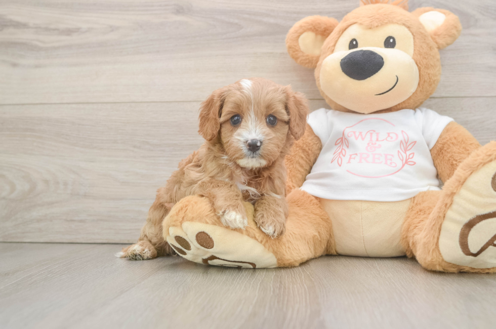 6 week old Cavapoo Puppy For Sale - Puppy Love PR