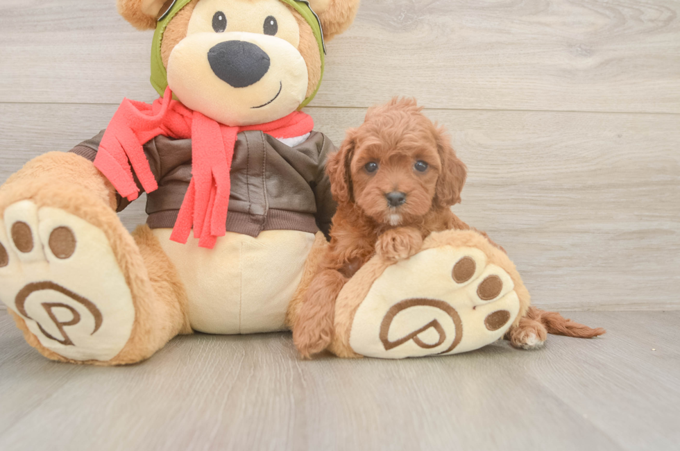 6 week old Cavapoo Puppy For Sale - Puppy Love PR