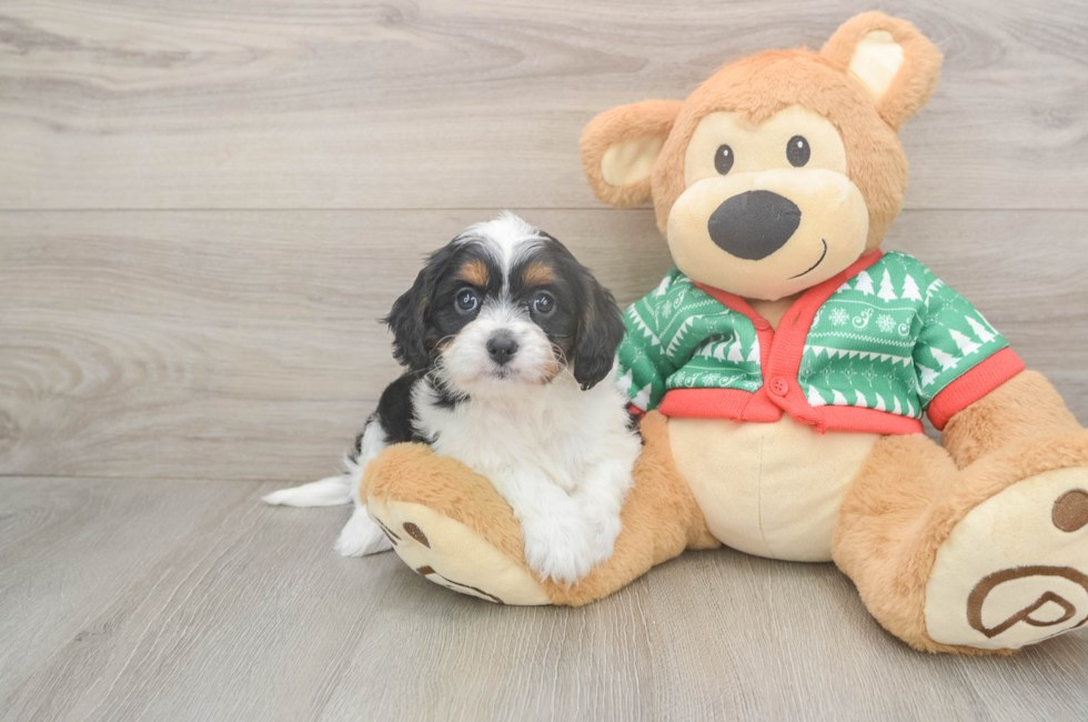 5 week old Cavapoo Puppy For Sale - Puppy Love PR