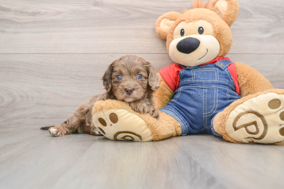 Happy Cavapoo Baby