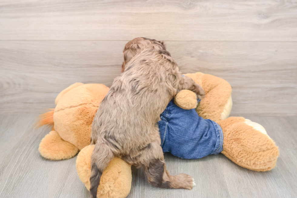 Fluffy Cavapoo Poodle Mix Pup