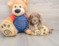 9 week old Cavapoo Puppy For Sale - Puppy Love PR