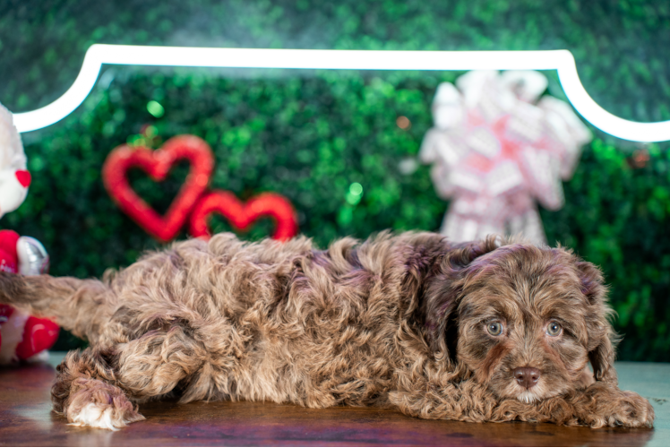Cute Cavapoo Poodle Mix Pup