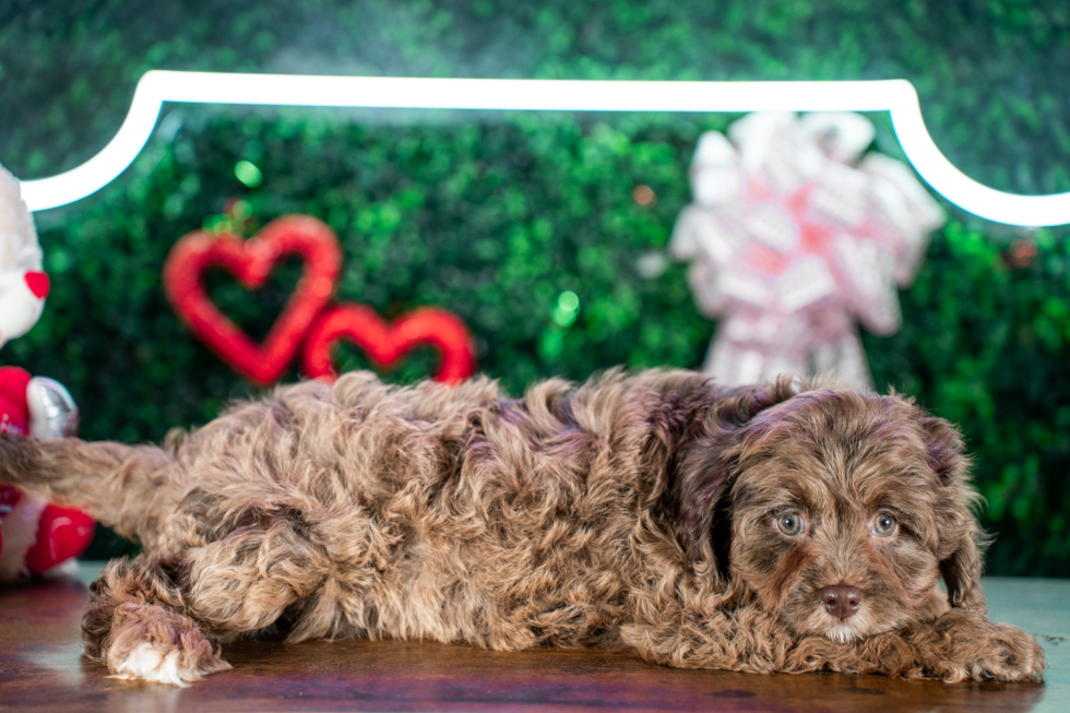 Cute Cavapoo Poodle Mix Pup