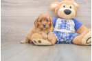 Cute Cavapoo Baby