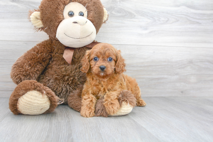 Meet Dilly - our Cavapoo Puppy Photo 1/3 - Puppy Love PR Best Cavapoo Baby