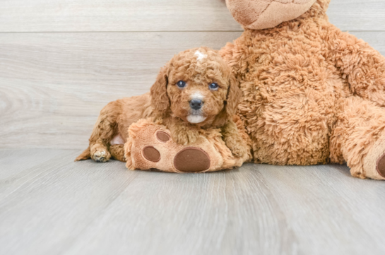 Funny Cavapoo Poodle Mix Pup