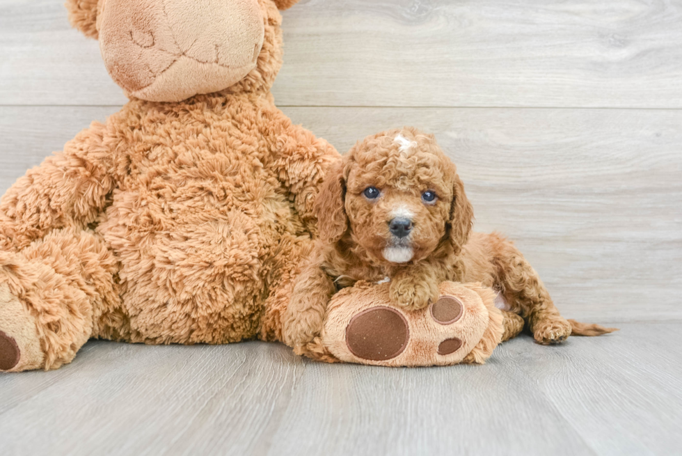 Cavapoo Pup Being Cute