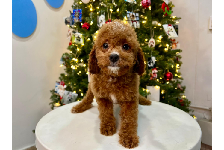 Cute Cavoodle Poodle Mix Puppy