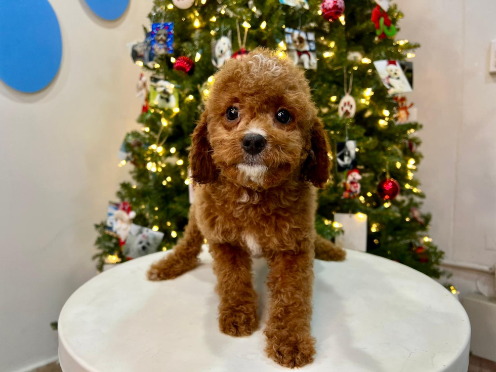 Cute Cavoodle Poodle Mix Puppy
