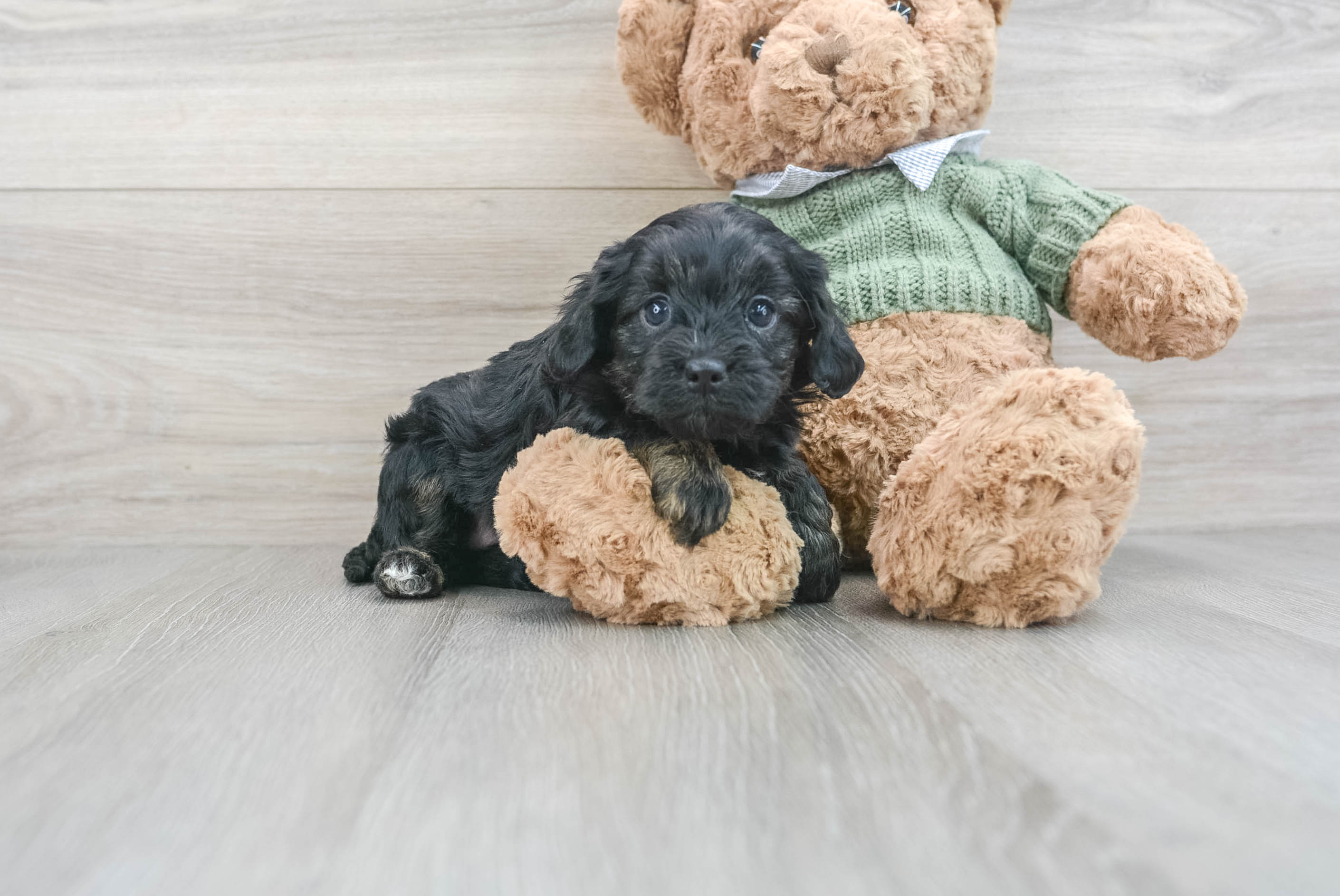 Petite Cavapoo Poodle Mix Pup