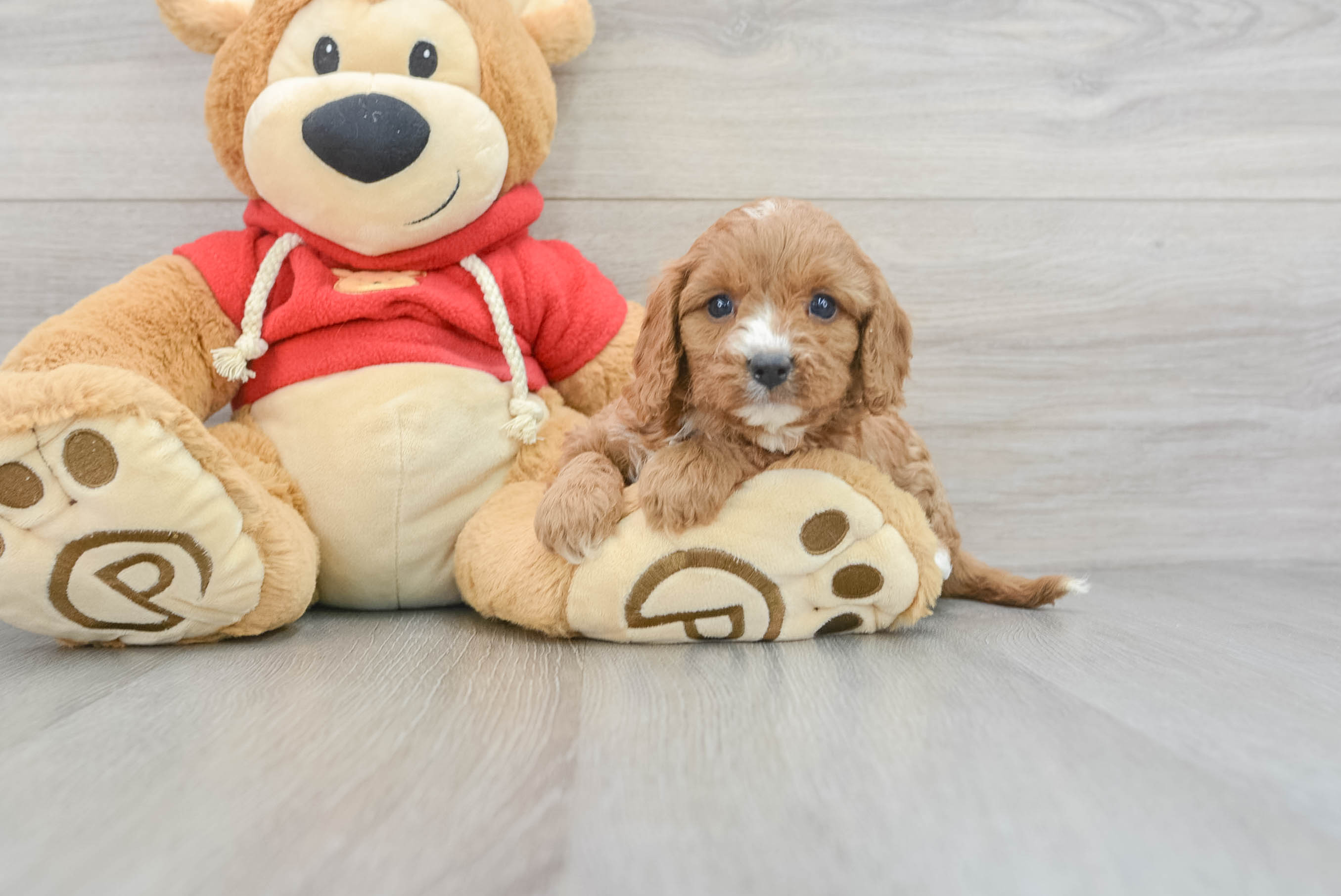 Cavapoo Pup Being Cute