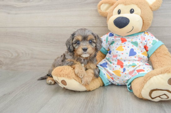 Best Cavapoo Baby