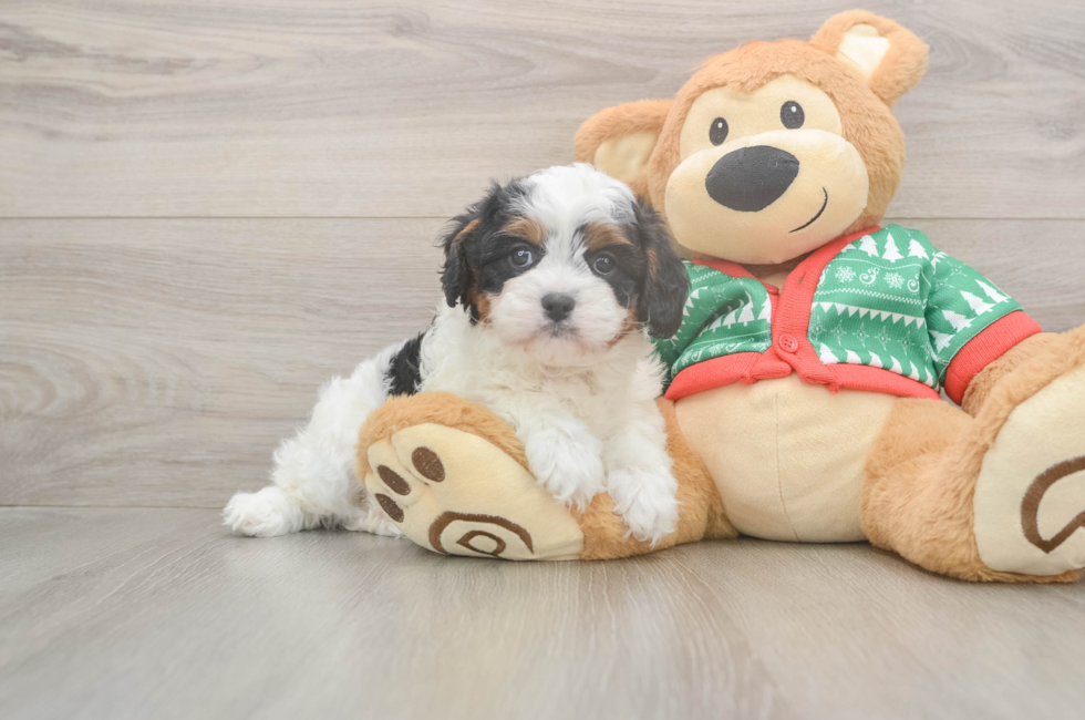 5 week old Cavapoo Puppy For Sale - Puppy Love PR