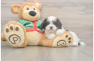 Best Cavapoo Baby