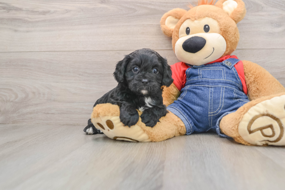 Hypoallergenic Cavadoodle Poodle Mix Puppy
