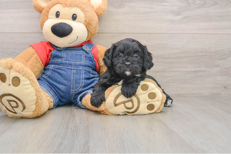 Hypoallergenic Cavadoodle Poodle Mix Puppy