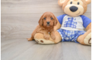 Cavapoo Pup Being Cute