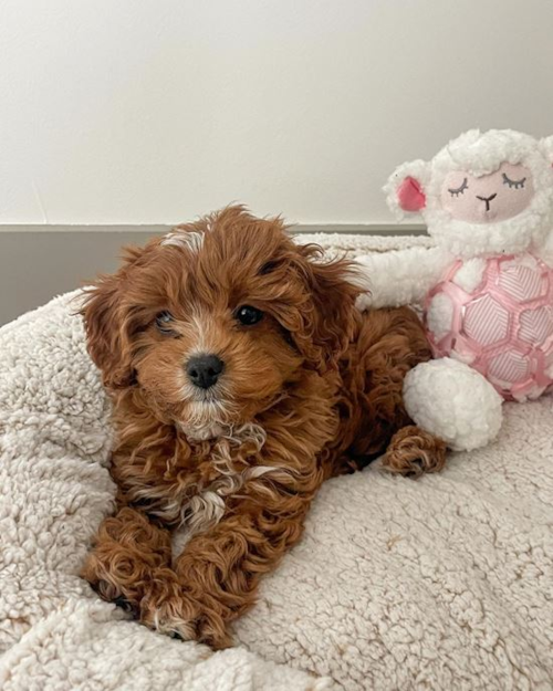 brown cavapoo puppy sitting on a bed