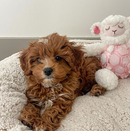 brown cavapoo puppy sitting on a bed