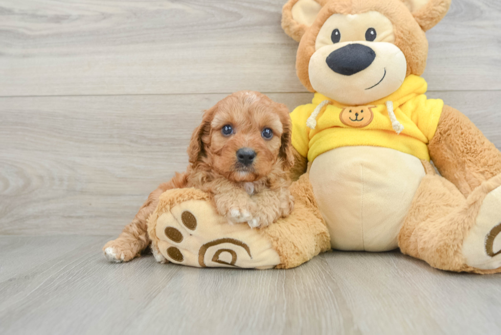 Adorable Cavalier King Charles Spaniel and Poodle Mix Poodle Mix Puppy