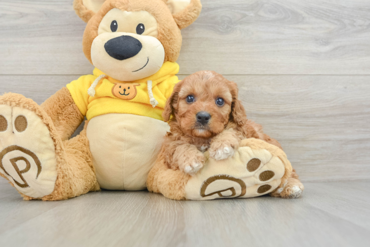 Adorable Cavalier King Charles Spaniel and Poodle Mix Poodle Mix Puppy