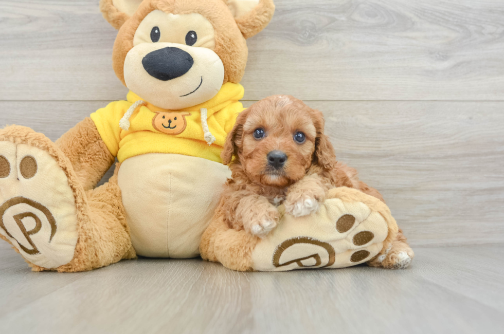 8 week old Cavapoo Puppy For Sale - Puppy Love PR