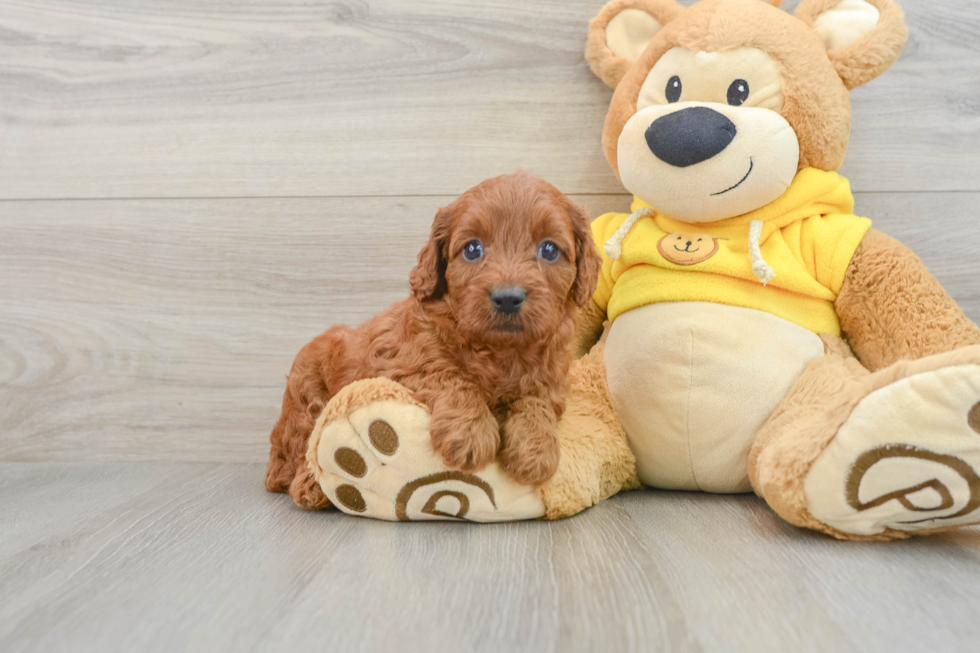 Best Cavapoo Baby