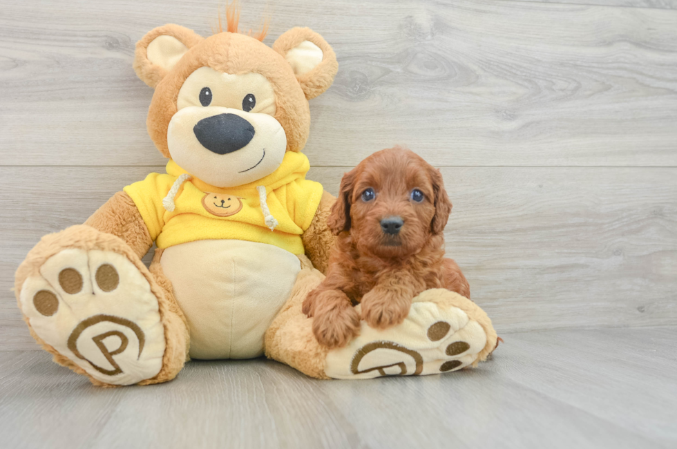 7 week old Cavapoo Puppy For Sale - Puppy Love PR