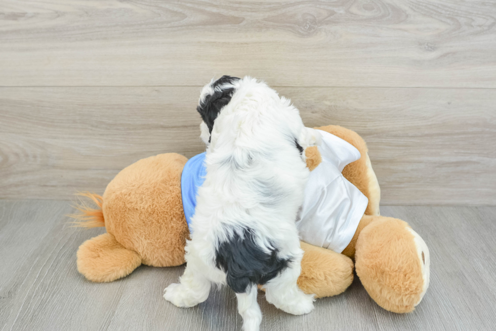 Hypoallergenic Cavadoodle Poodle Mix Puppy