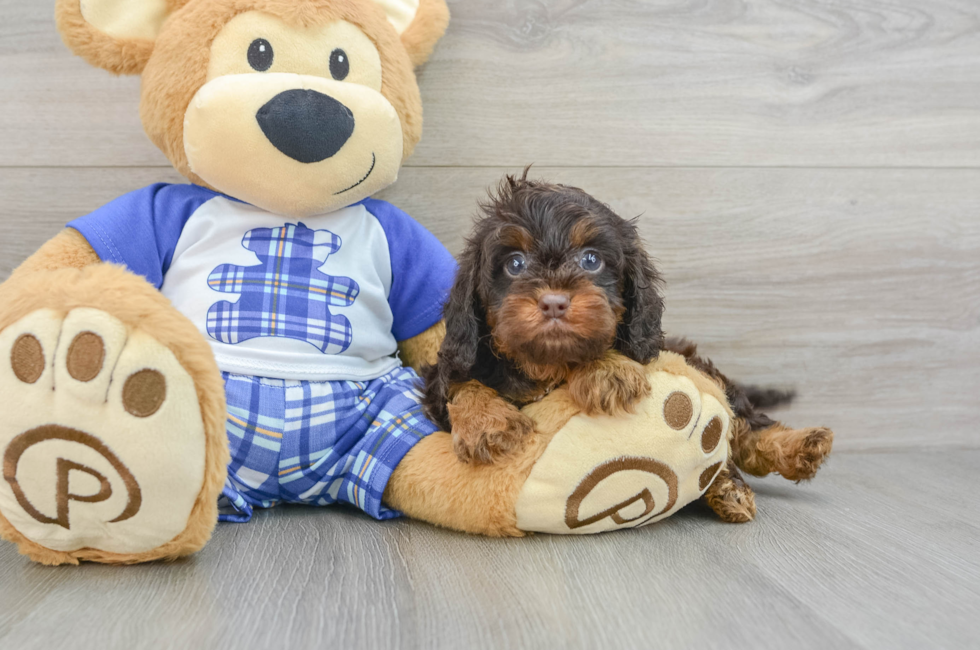 6 week old Cavapoo Puppy For Sale - Puppy Love PR