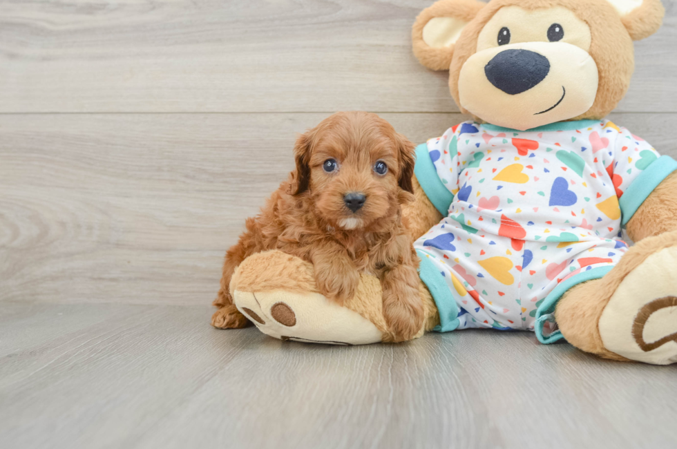 7 week old Cavapoo Puppy For Sale - Puppy Love PR