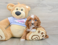 8 week old Cavapoo Puppy For Sale - Puppy Love PR