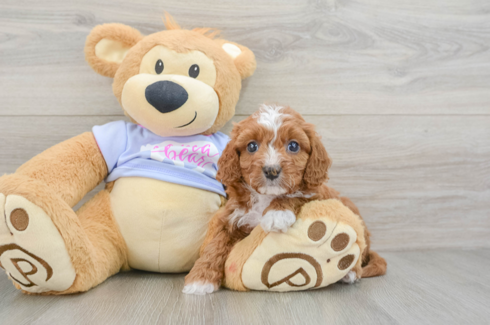 6 week old Cavapoo Puppy For Sale - Puppy Love PR
