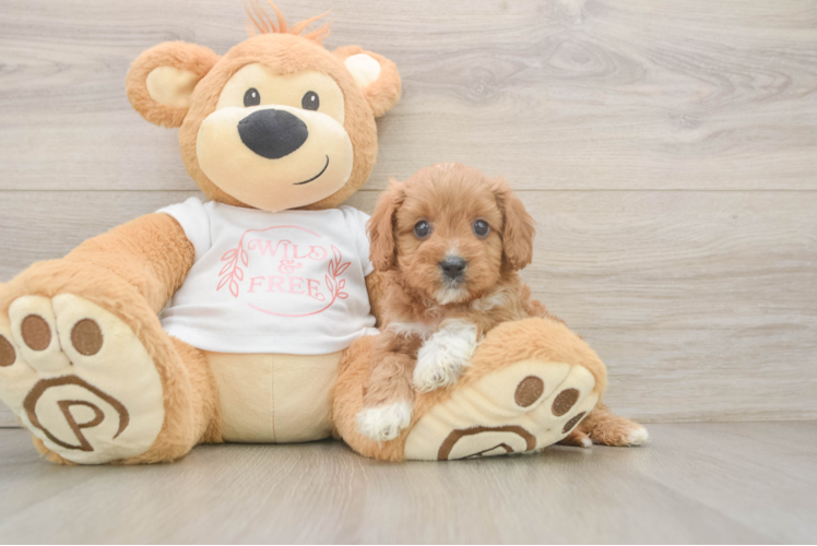 Cavapoo Pup Being Cute