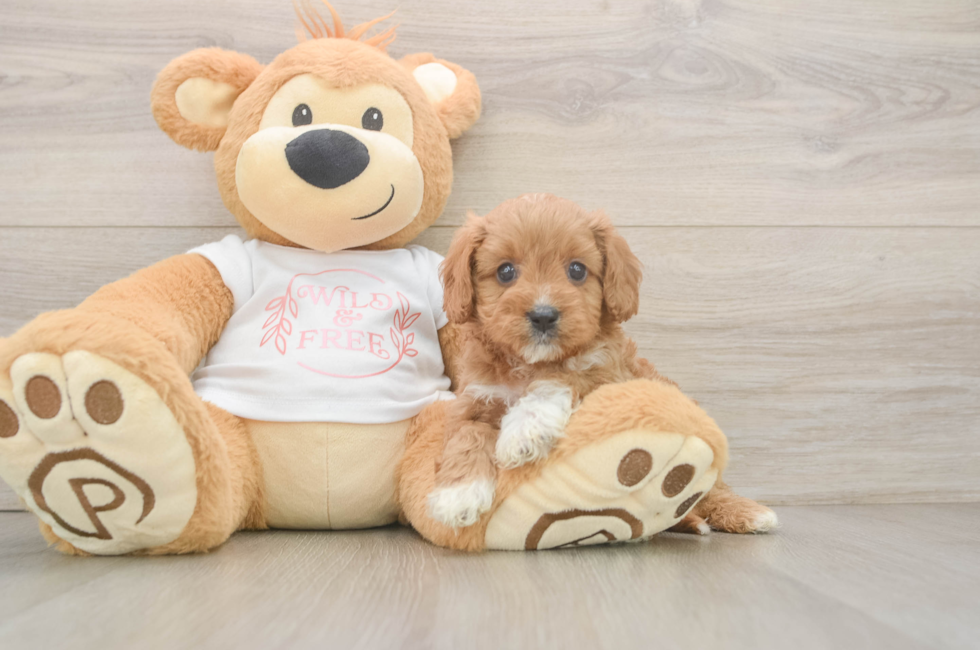 5 week old Cavapoo Puppy For Sale - Puppy Love PR