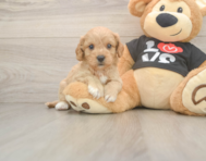 7 week old Cavapoo Puppy For Sale - Puppy Love PR