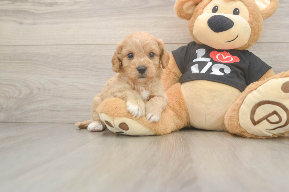 5 week old Cavapoo Puppy For Sale - Puppy Love PR